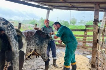 Mais Pecuária Brasil realiza inseminação em vacas no Município