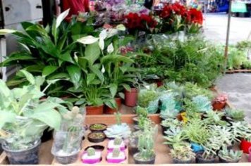 Foto - Feira Livre de Cajati em novo local